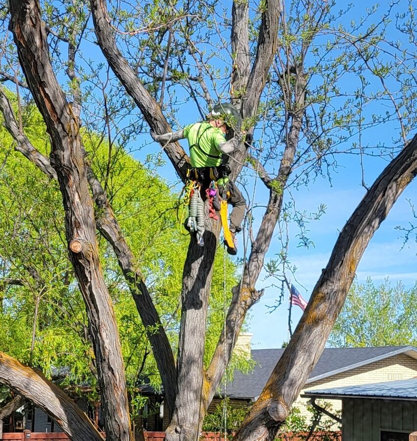 Tree being cut down and removed